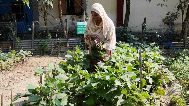 ভোলায় লবণ সহিষ্ণু সবজি চাষে বদলাচ্ছে নারীদের আয় ও আঙিনার চিত্র