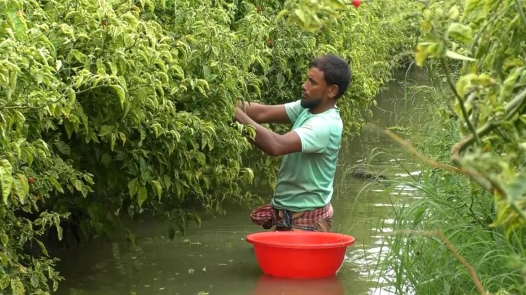 ভোলায় দিন দিন জনপ্রিয় হচ্ছে নাগা মরিচের চাষ